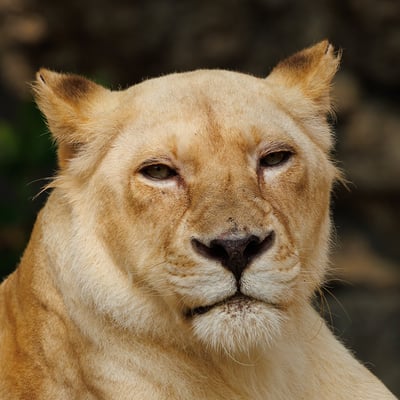 A powerful tan-coloured lioness resting in the grass of the African savanna.