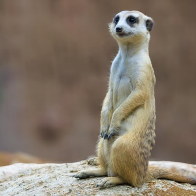 A small, tan-furred mammal standing tall on its hind legs watching the horizon.