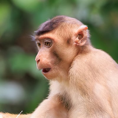 A Southern Pig-tailed Macaque with brown fur and a short, upward-curled tail foraging on the forest floor.