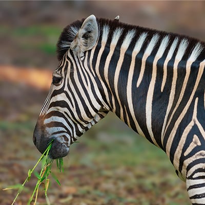 A plains zebra standing in open grassland, showing its distinctive black-and-white stripe pattern.