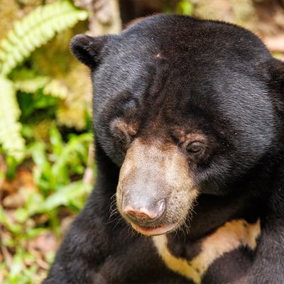 A sun bear with short black fur and a pale crescent-shaped chest marking foraging on the forest floor.