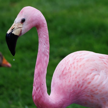 Andean Flamingo