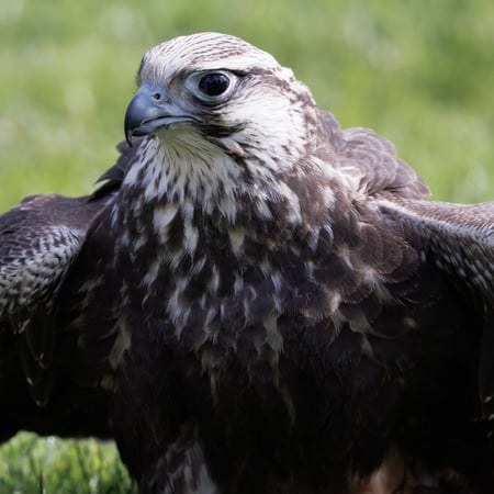 Saker Falcon