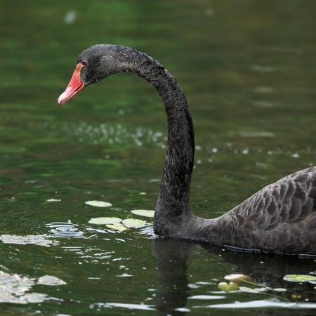 Black Swan