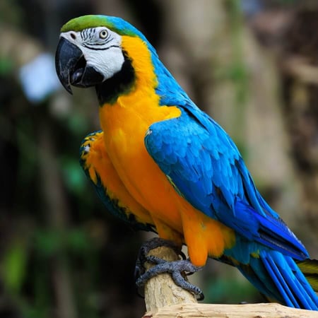 Blue-and-yellow Macaw