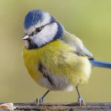 Eurasian Blue Tit