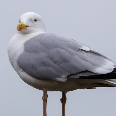 European Herring Gull