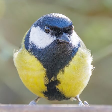 Great Tit