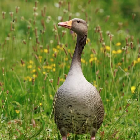 Go to Greylag Goose page