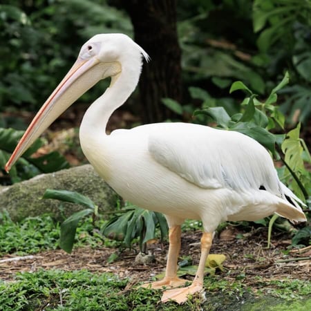 Great White Pelican
