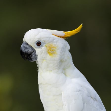 Sulphur-crested Cockatoo