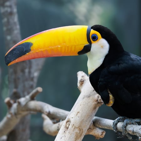 Toco Toucan