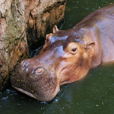 Hippopotamus