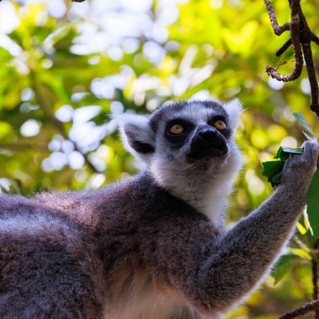Go to Ring‑tailed Lemur page