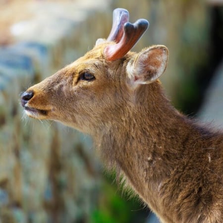 Sika Deer