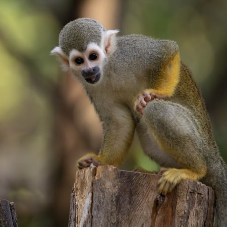 Go to Squirrel Monkey page