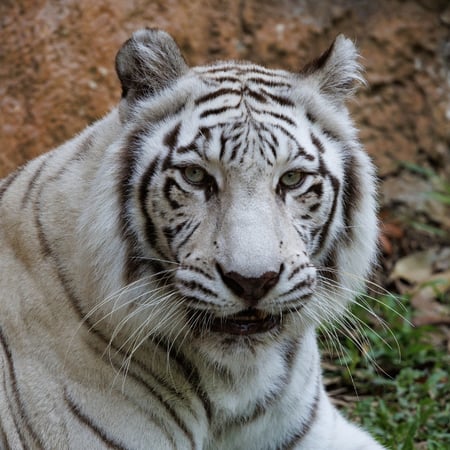 White Tiger
