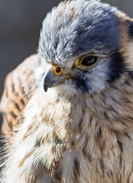 Go to American Kestrel page