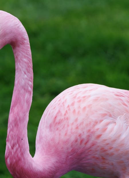 Go to Andean Flamingo page