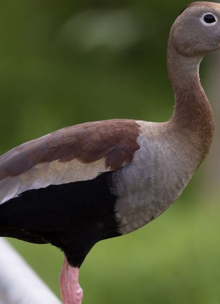Go to Black-bellied Whistling-Duck page