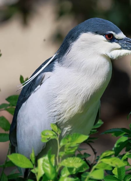 Go to Black-crowned Night Heron page