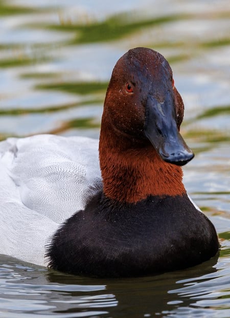 Go to Canvasback page