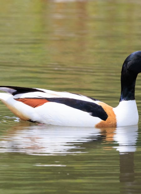 Go to Common Shelduck page