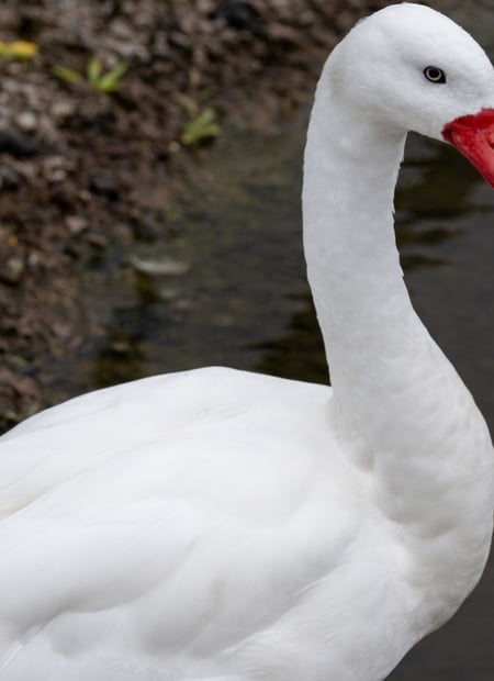 Go to Coscoroba Swan page