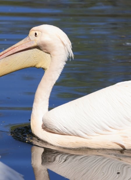 Go to Dalmatian Pelican page