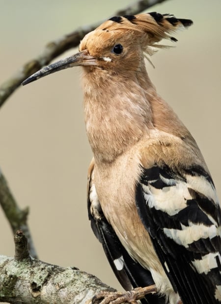 Go to Eurasian Hoopoe page