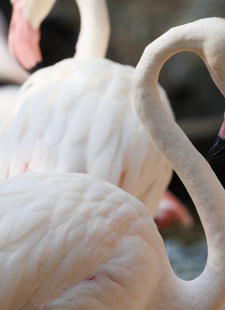 Go to Greater Flamingo page