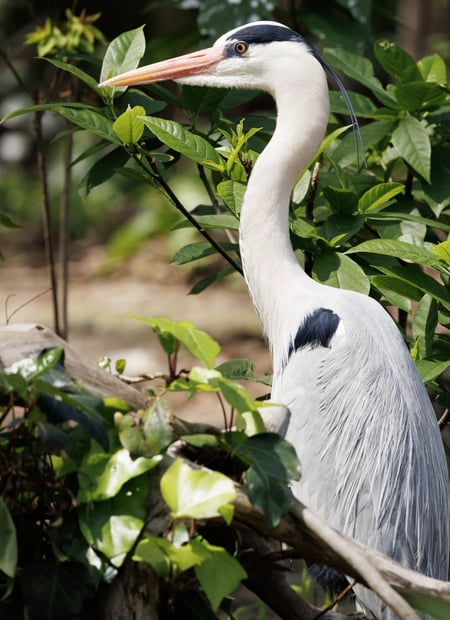 Go to Grey Heron page