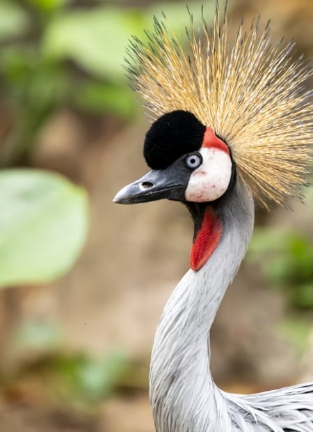 Go to Grey-crowned Crane page
