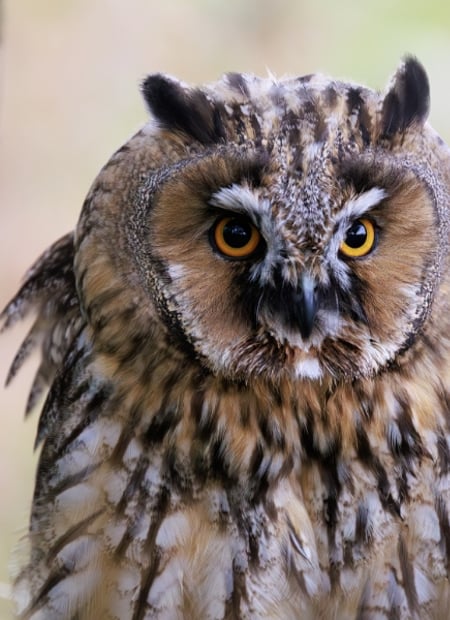 Go to Long-eared Owl page