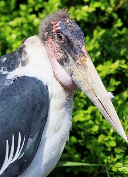 Go to Marabou Stork page