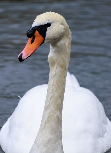 Go to Mute Swan page