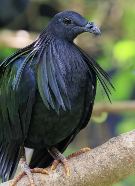 Go to Nicobar Pigeon page