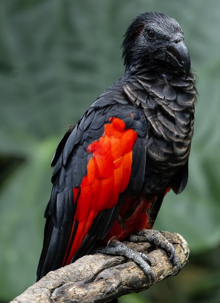 Go to Pesquet's Parrot page