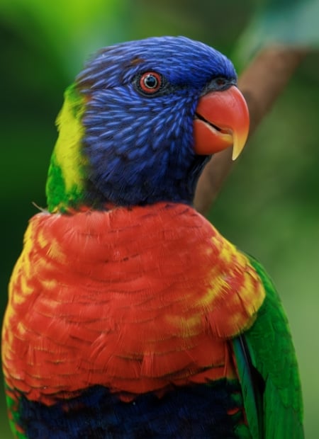 Go to Rainbow Lorikeet page