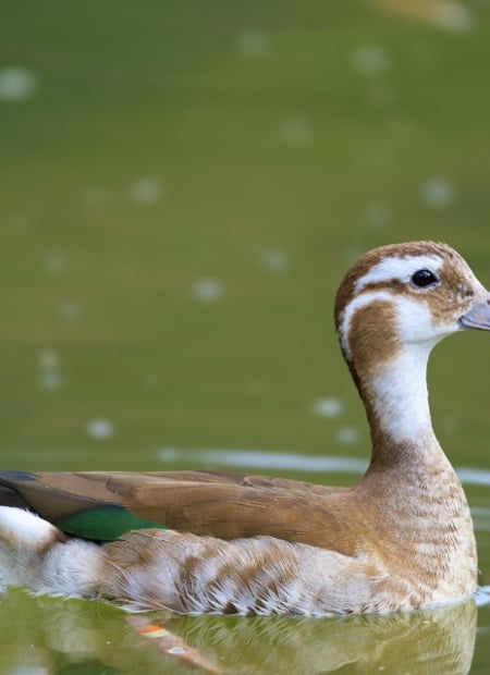 Go to Ringed Teal page