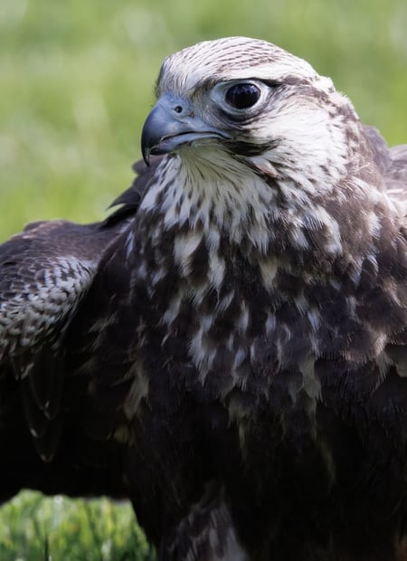 Go to Saker Falcon page