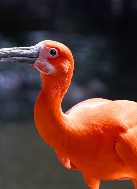 Go to Scarlet Ibis page