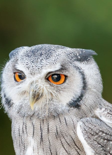 Go to Southern White-faced Owl page