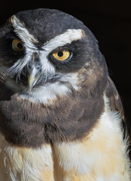 Go to Spectacled Owl page