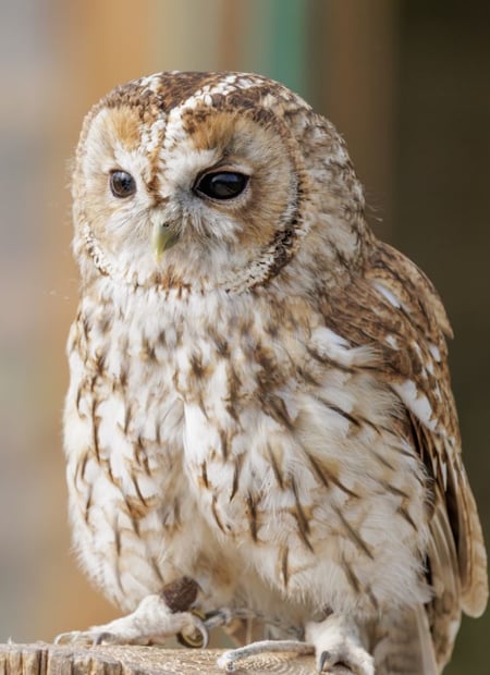 Go to Tawny Owl page