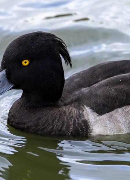Go to Tufted Duck page