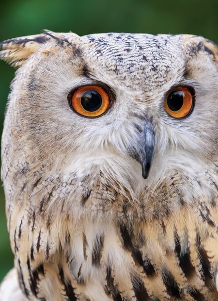 Go to Western Siberian Eagle-Owl page