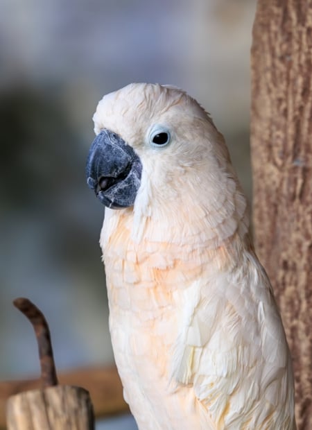 Go to White Cockatoo page