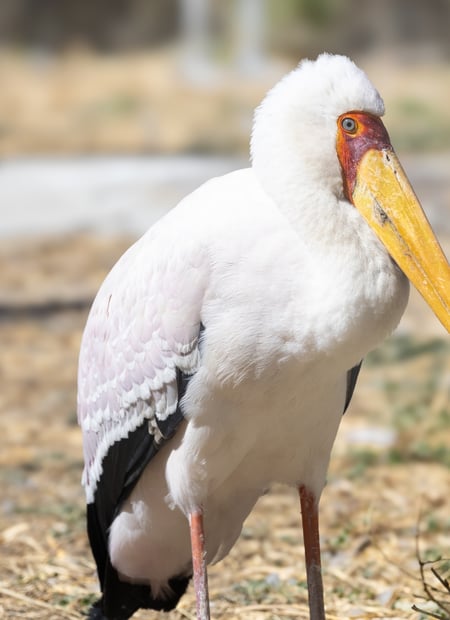 Go to Yellow-billed Stork page