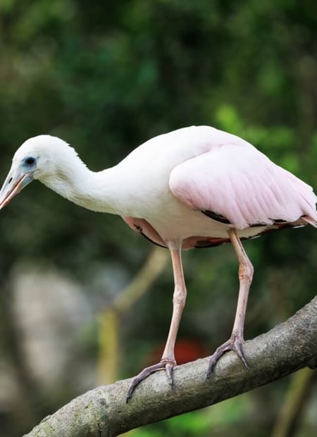 Go to African Spoonbill page